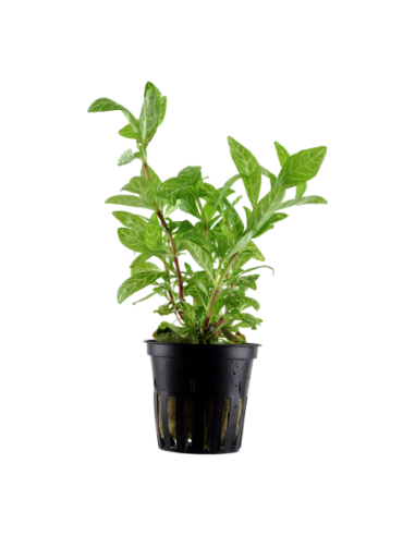 Hygrophila polysperma 'Rosanervig'- Tropica Tropica - 1