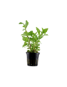 Hygrophila polysperma 'Rosanervig'- Tropica Tropica - 1