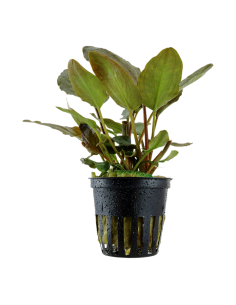 Lagenandra meeboldii Red- Tropica Tropica - 1