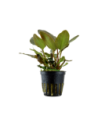 Lagenandra meeboldii Red- Tropica Tropica - 1