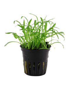 Lilaeopsis brasiliensis- Tropica Tropica - 1