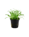 Lilaeopsis brasiliensis- Tropica Tropica - 1