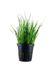 Lilaeopsis mauritiana- Tropica Tropica - 1