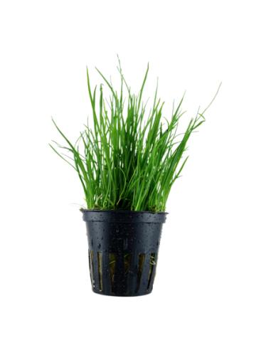 Lilaeopsis mauritiana- Tropica Tropica - 1