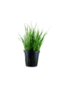 Lilaeopsis mauritiana- Tropica Tropica - 1