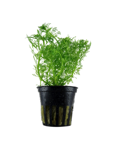 Limnophila aquatica- Tropica Tropica - 1