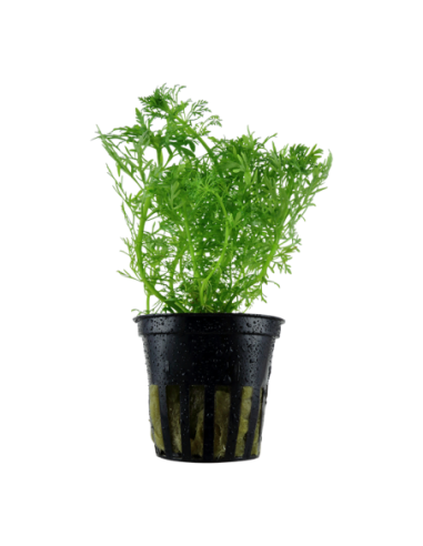 Limnophila aquatica- Tropica Tropica - 1