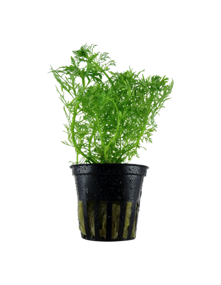 Limnophila aquatica- Tropica Tropica - 1