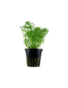 Limnophila aquatica- Tropica Tropica - 1