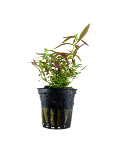 Limnophila hippuridoides- Tropica Tropica - 1