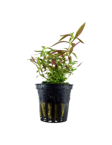 Limnophila hippuridoides- Tropica Tropica - 1