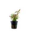 Limnophila hippuridoides- Tropica Tropica - 1