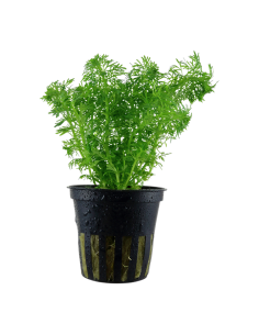 Limnophila sessiliflora - Tropica Tropica - 1