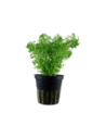 Limnophila sessiliflora- Tropica Tropica - 1