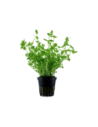 Lindernia rotundifolia- Tropica Tropica - 1