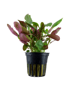 Lobelia cardinalis- Tropica Tropica - 1
