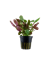 Lobelia cardinalis- Tropica Tropica - 1