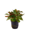 Ludwigia glandulosa- Tropica Tropica - 1