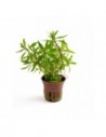 Ludwigia inclinata 'Cuba'- Tropica Tropica - 1