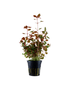 Ludwigia palustris 'Super Red'- Tropica Tropica - 1