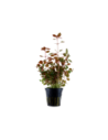 Ludwigia palustris 'Super Red'- Tropica Tropica - 1
