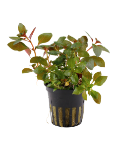 Ludwigia repens 'Rubin'- Tropica Tropica - 1