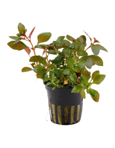 Ludwigia repens 'Rubin'- Tropica Tropica - 1