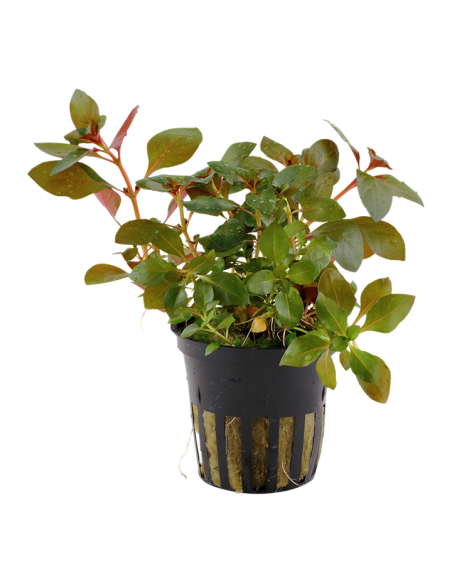 Ludwigia repens 'Rubin'- Tropica Tropica - 1