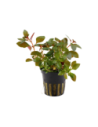 Ludwigia repens 'Rubin'- Tropica Tropica - 1