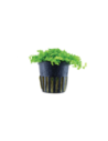 Micranthemum tweediei 'Monte Carlo'- Tropica Tropica - 1