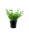 Micranthemum umbrosum- Tropica Tropica - 1
