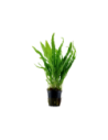 Microsorum pteropus- Tropica Tropica - 1