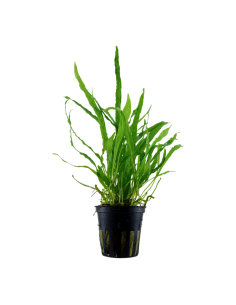 Microsorum pteropus 'Narrow'- Tropica Tropica - 1