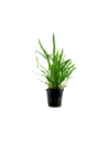 Microsorum pteropus 'Narrow'- Tropica Tropica - 1