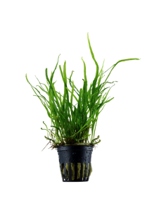 Microsorum pteropus 'Trident'- Tropica Tropica - 1