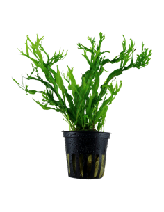 Microsorum pteropus 'Windeløv'- Tropica Tropica - 1