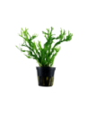Microsorum pteropus 'Windeløv'- Tropica Tropica - 1