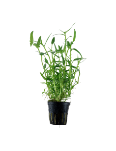 Murdannia keisak- Tropica Tropica - 1