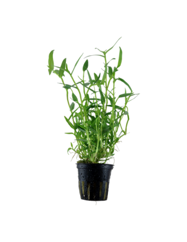 Murdannia keisak- Tropica Tropica - 1