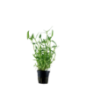 Murdannia keisak- Tropica Tropica - 1