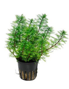 Myriophyllum mattogrossense- Tropica Tropica - 1