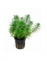 Myriophyllum mattogrossense- Tropica Tropica - 1