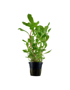 Nesaea crassicaulis- Tropica Tropica - 1