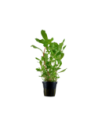 Nesaea crassicaulis- Tropica Tropica - 1