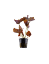 Nymphaea lotus- Tropica Tropica - 1