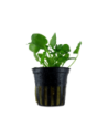 Nymphoides hydrophylla 'Taiwan'- Tropica Tropica - 1