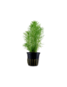 Pogostemon erectus- Tropica Tropica - 1
