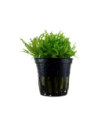 Pogostemon helferi- Tropica Tropica - 1
