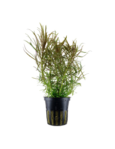 Pogostemon stellatus- Tropica Tropica - 1
