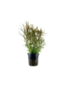 Pogostemon stellatus- Tropica Tropica - 1